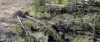 Kris i granskogen