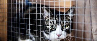 Räddningen för frusna katter