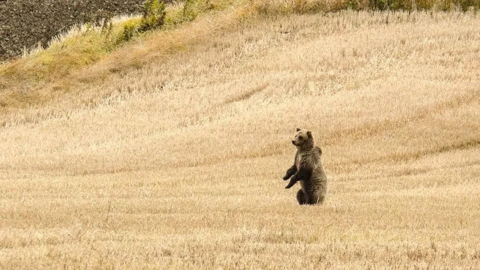 Björnen som sköts är troligen samma exemplar som sågs och fotograferades i Torstuna tidigare i höst.