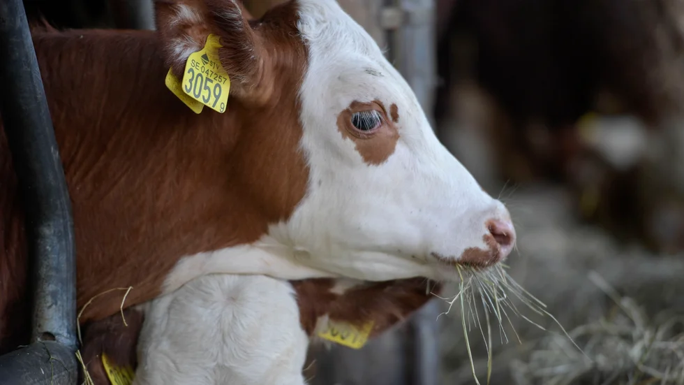 "Vi måste ta vårt globala ansvar och skapa förutsättningar för ökad matproduktion", skriver Håkan Nilsson,                                                   ordförande LRFs Norrlandsgrupp och Jenny Karlsson
ordförande LRF Norrbotten. (Arkivbild)