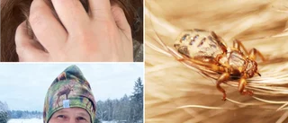 Läskiga älgflugan nu i Västerbotten – sprider sig norrut • Håller sig fast i håret • Kliar och kan ge bölder: ”Jobbigt om man hamnar i en svärm”