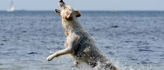 Här får du bada med din hund