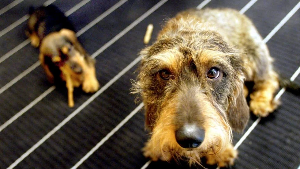 Den 5 maj arrangerar den ideella organisationen Hundar utan hem en hundpromenad till förmån för hemlösa hundar. Man kan skänka en slant som går till veterinärkostnader som uppstår vid akutvård.