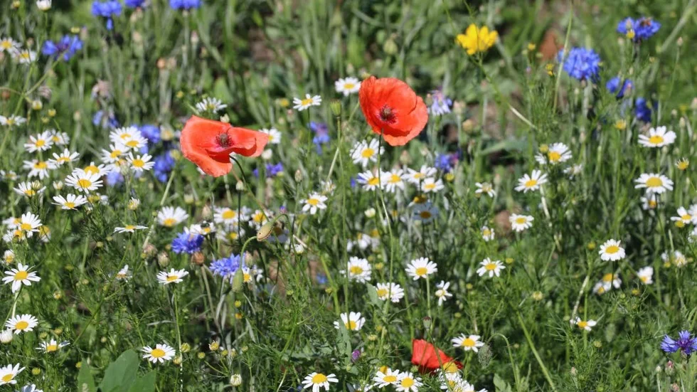 De planterade sommarängarna uppskattas av fjärilar, bin och andra kommuninvånare. Nu föreslår S i Håbo i en motion att kommunen anlägger sådana.