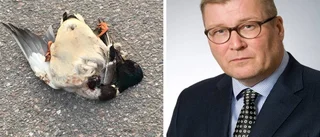 "Varför stenar människor änder?"