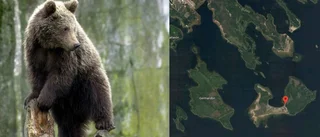 Ovanliga synen – björn på skärgårdsö i Luleå