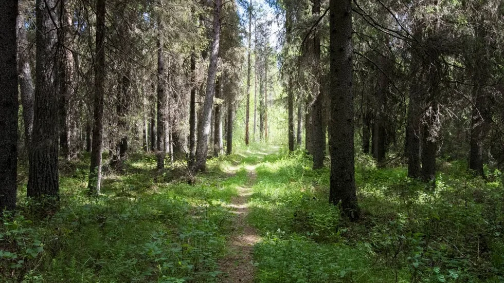 Stigen till källan är trolsk och lummig.