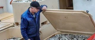 Mindre fångster höjer priset på löjrommen