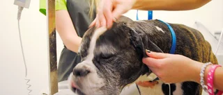 En kunglig behandling på hundspa