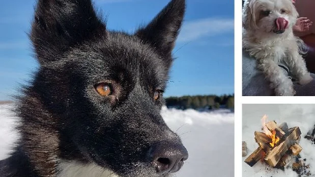 Laika, Selma och en eld i skogen. 