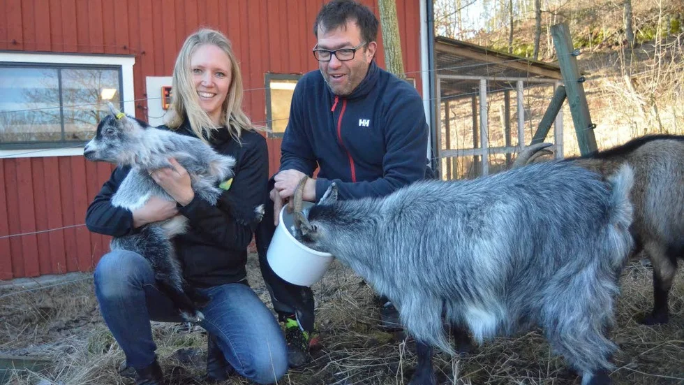 Med djuren. Jenny Bengtsson och Tobias Keller, här med några getter på Gamlebygymnasiet, har redan börjat förbereda för Grönt Veckoslut.