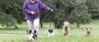 Chansen till ett nytt hundliv