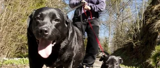 Att skaffa en andra hund