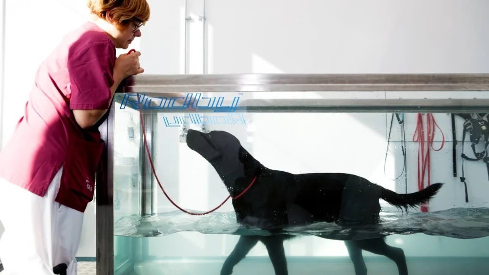 Dexter visar hur vattentrask fungerar under ett öppet-husevenemang på Universitetsdjursjukhuset. Nu måste sjukhuset under en tid ha mindre öppet på grund av veterinärbrist.