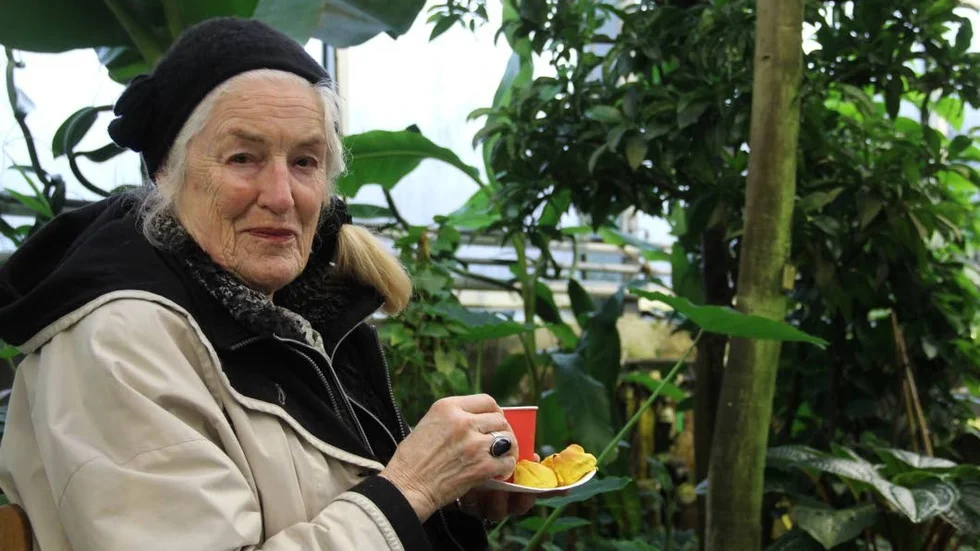 Lussebulle. Uppsalabon Ulla-Britt Wilenhard var en av de som kommit till tropiska växthuset i Botaniska trädgården för att njuta av kombinationen glögg och åttioprocentig luftfuktighet.