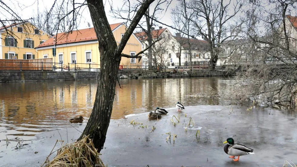 Trots vår. Än har inte isen smält på Fyrisån.