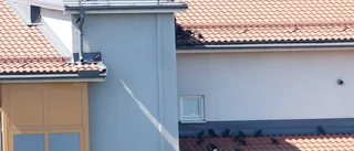 Kajor köar för skugga i hettan