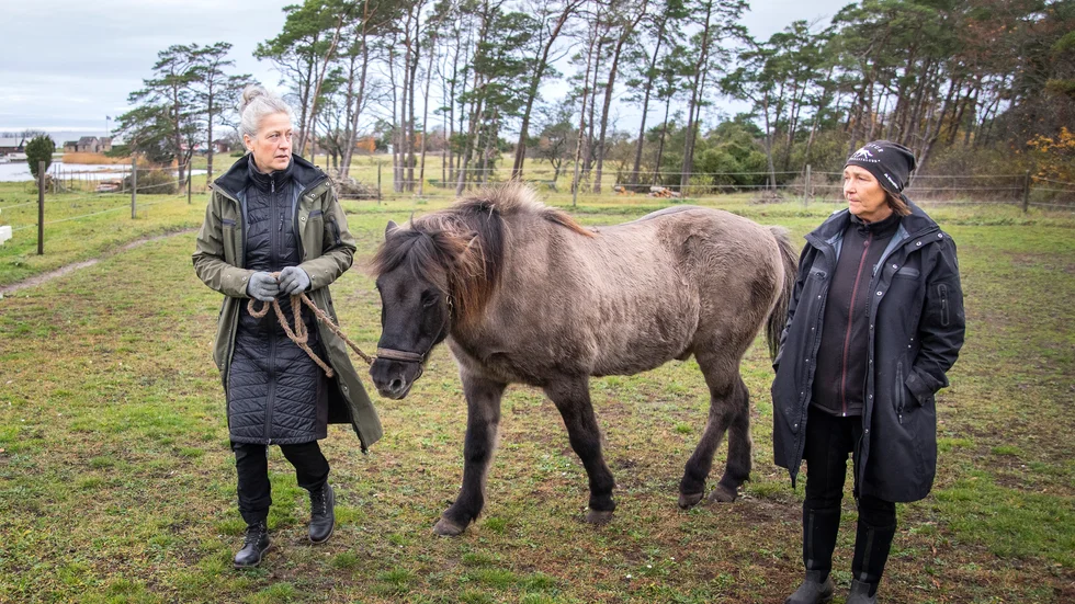 Klubben Austur arrangerar tävlingar med islandshäst i olika discipliner – allt ifrån de olika gångartsgrenarna till dressyr, trail och distans. Men klubben innebär också mycket gemenskap, menar Therese Sonehag och Zenita Strandänger. Här syns de med Therese häst Garri, vid Zenitas stall på Själsö.