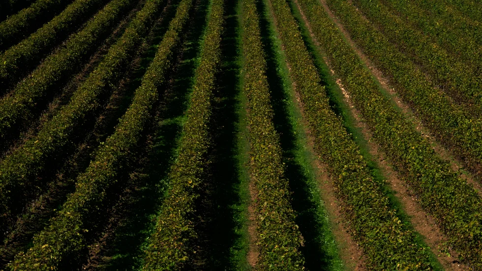 En vingård i Italien. Vinproduktionen har varit "extremt låg" 2021, enligt en branschorganisation. Arkivbild.
