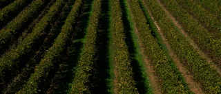 Varning för "extremt låg" vinproduktion i år