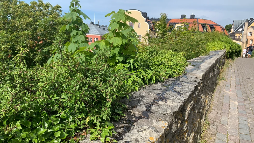 Tjärsabotage på Vårdklockegatan