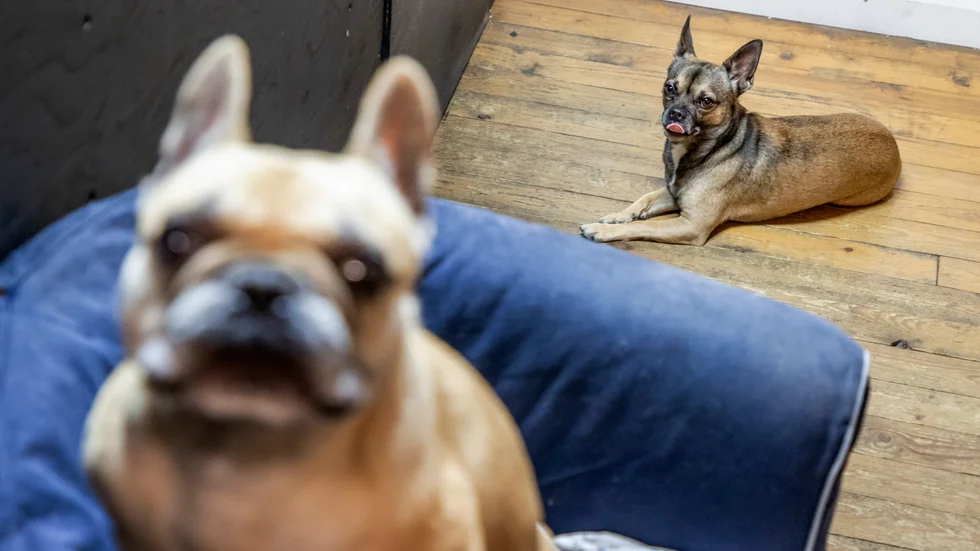 Allt fler hundar nyregistreras. De här hundarna har fått plats på Göteborgs hunddagis men Svenska kennelklubben befarar att alla andra hundar inte kommer att hanteras lika bra av oerfarna nya hundägare.