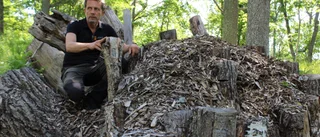 Har du sett den sällsynta baggen? • Följ med ut på jakt efter ekoxelarver i skogen
