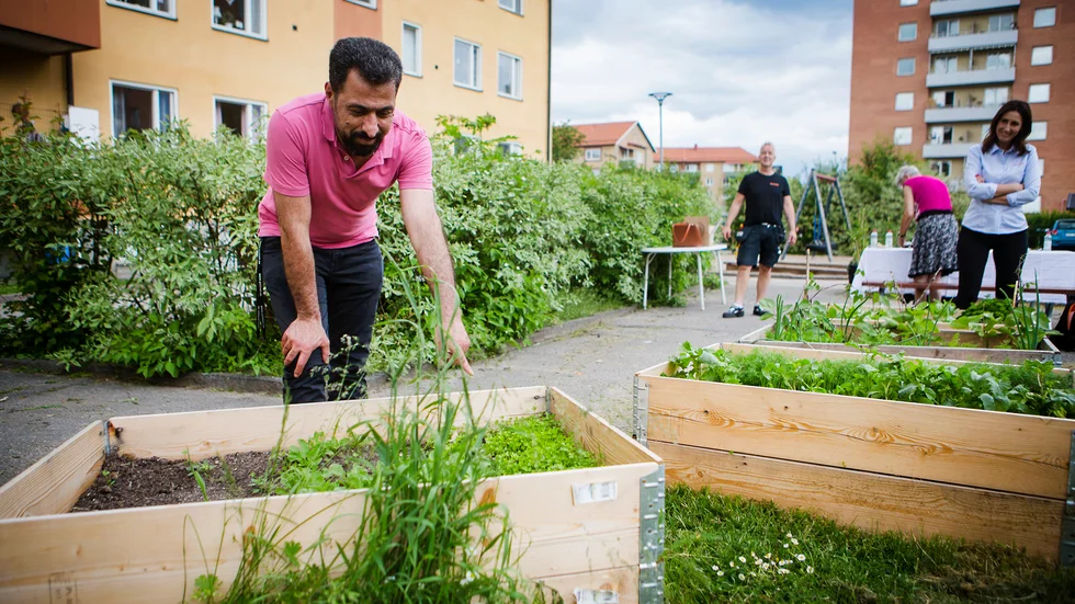 "Det är barnen som har planterat", säger Adel Ballan som har en 5-årig dotter och en 3-årig son.