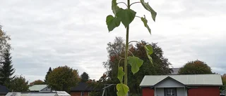 En mycket hög solros          
