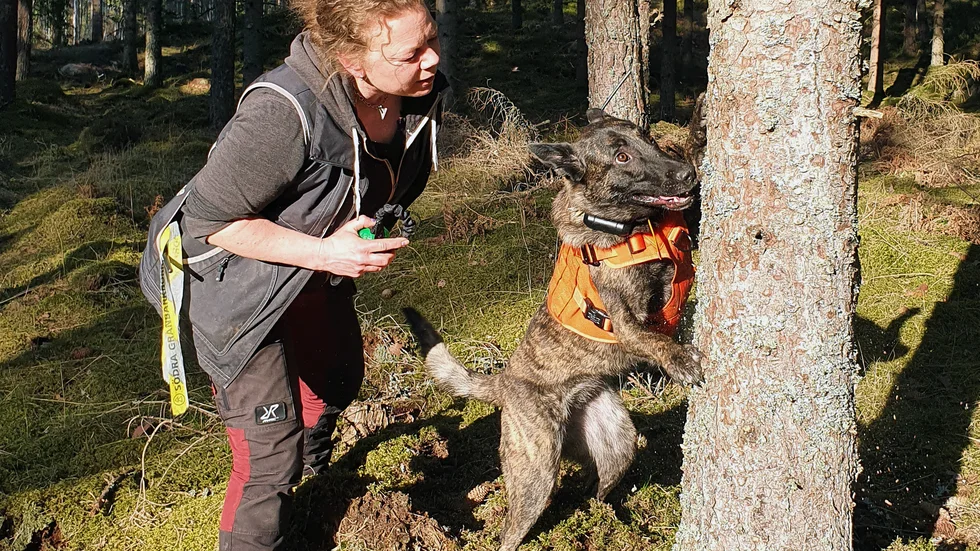 Hunden Elda markerar på en gran och hundförare Annette Johansson kontrollerar sedan om det finns tecken på granbarkborrar i trädet.