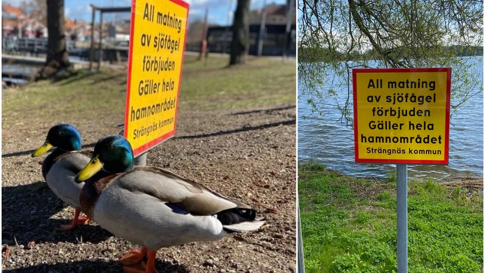 Skyltar finns både vid Hamnkontoret och på östra Strandvägen. Kommunen vill få bort fåglar som smutsar ner.