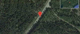 Rådjur på vägen på väg 55