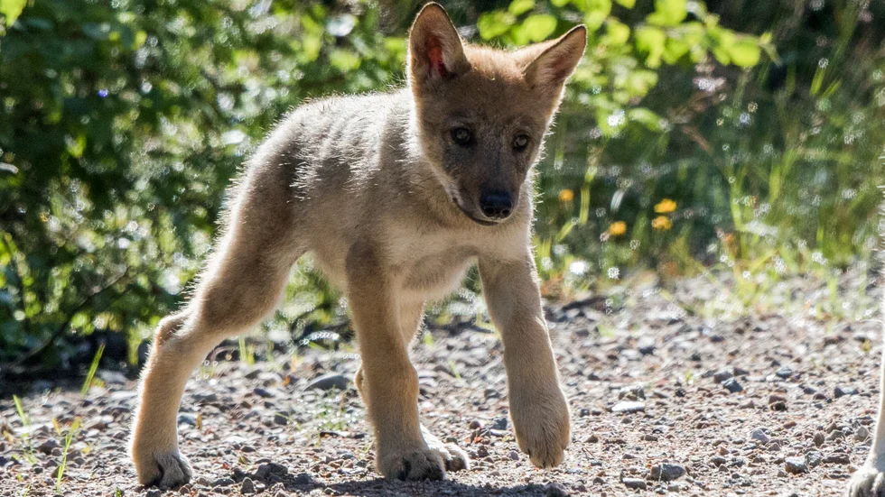 Några ungdomar trodde att de hade hittat en hundvalp i skogen i Värmland. Arkivbild.