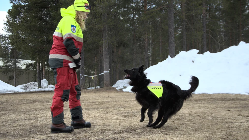 Matilda Häggroth och Koda började tillsammans i fjällräddningen förra året. "Vi är lite rookies", säger hon.