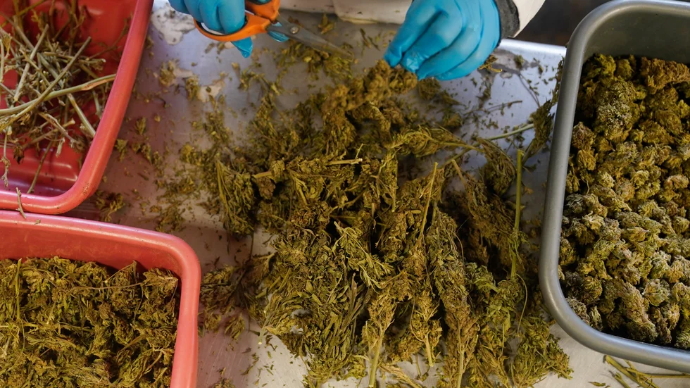Torkad cannabis. Arkivbild från USA.
