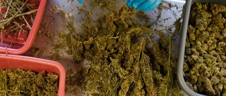 Malawi vill byta tobak mot cannabis