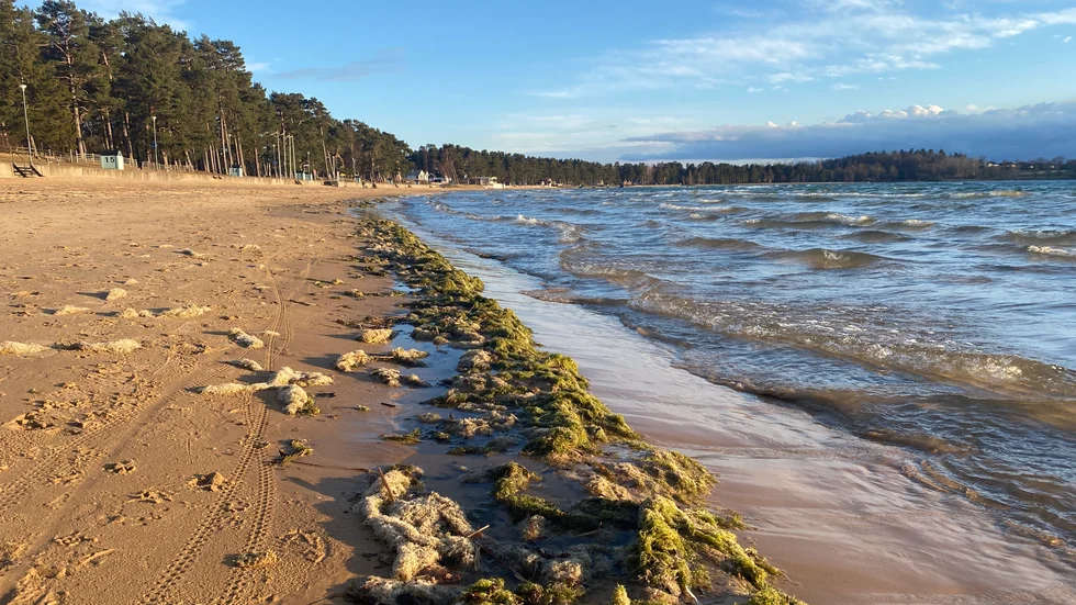 "Vättern är klar, djup, ofta kall och näringsfattig, så det är inte ett bra habitat för vattenpest som gillar näringsrika sjöar", säger Fia Sundin, Kommunekolog. 