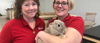 Djurmagneten på plats: "Kanske börjar det med att man köper akvariefiskar, sedan vill barnen ha en hamster eller en kanin"