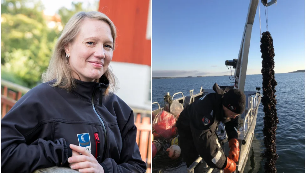 Kommunekolog Elin Van Dooren tycker miljöprojekt likt det Ecopelag gör i Trosa skärgård är väldigt spännande och positivt. Till höger i bild sker upptagning av musslor i Trosa skärgård.