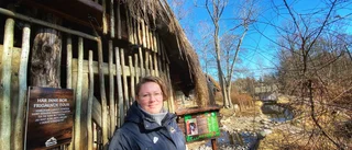 Ett år efter dödsskjutningen – aporna måste få ny flock