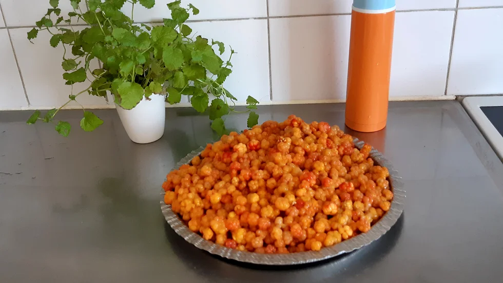 Dagens skörd av hjortron.