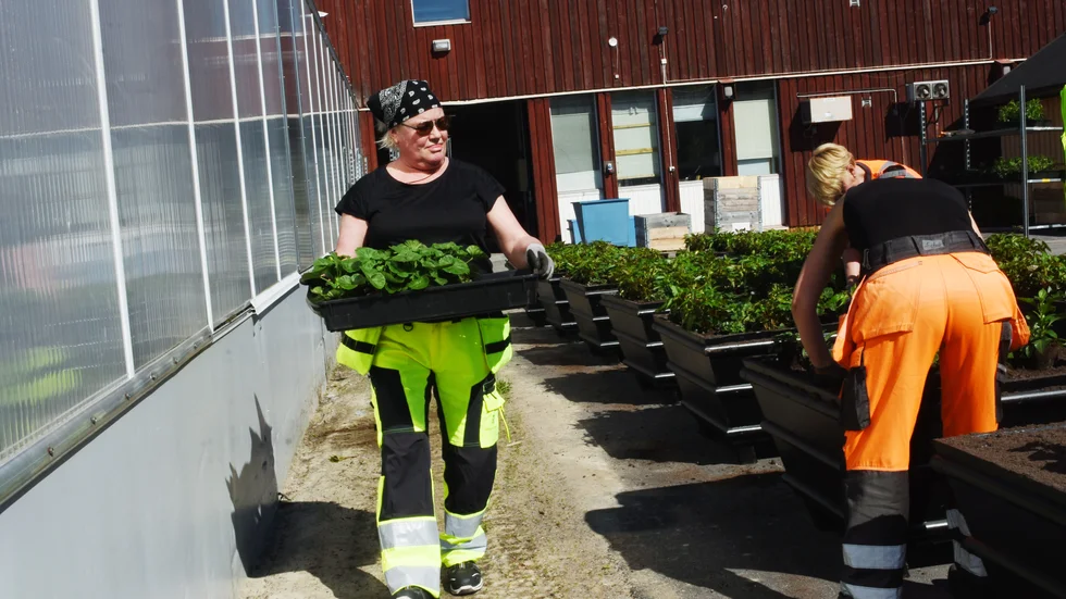 Åsa Lindgren är säsongsanställd trädgårdarbetare. "Det här är ett toppenjobb. Jag har alltid beundrat kommunens blomsterrabatter och nu får jag för första gången vara med att ställa i ordning blomsterprakten", berättar Åsa Lindgren.