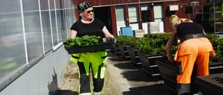 Den blomstertid nu kommer i Luleå