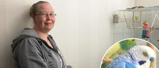 Deras undulat Kalle rymde hemifrån – familjen fick tillbaka fel fågel
