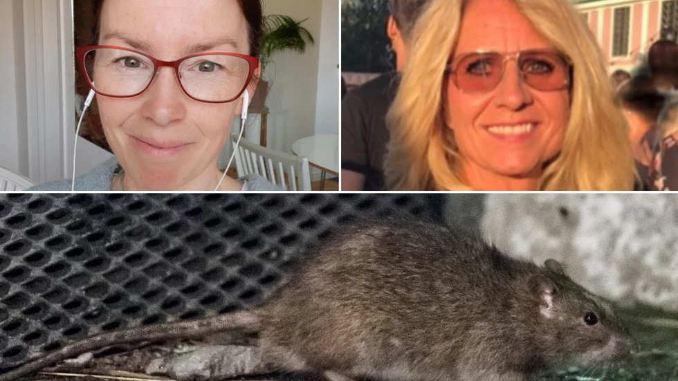 Kristina Svinhufvud och Annelie Josefsson har en bra dialog om hur råttorna i centrala Strängnäs ska bekämpas. Gnagaren nertill på bilden dock har inget med artikelns innehåll att göra.