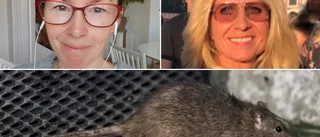 Fåglar och gnagare intar centrum: "Ett eskalerande problem"