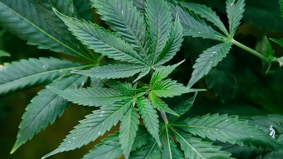 En man i Norrköping har dömts för att ha odlat cannabis hemma, men anser att han borde friats eftersom slutprodukten var för dålig. Arkivbild.