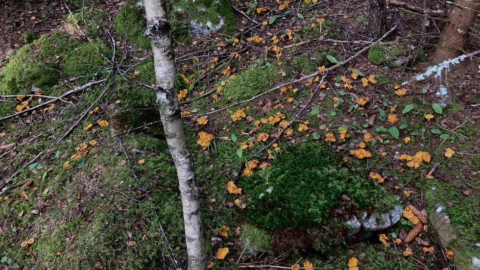 Svampen kommer rikligt i år. En familj i jämtland plockade 109 kilo kantareller.