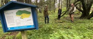 Kommunen ska göra ett kalhygge – i ett naturreservat: "Det är tillåtet att bedriva skogsbruk i det här reservatet"