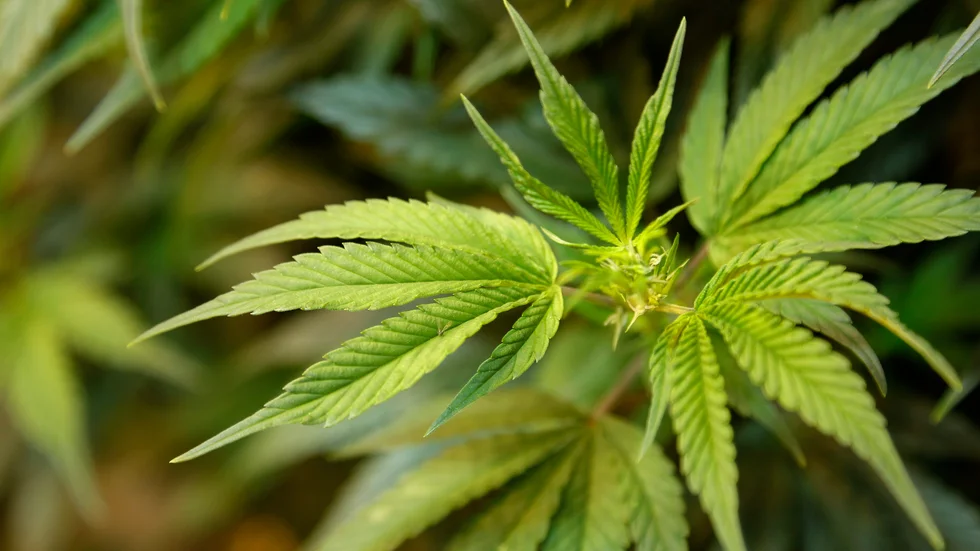 En större cannabisodling i Arlöv avslöjades i december förra året, då tulltjänstemän som var ute på spaningsuppdrag reagerade på en stark lukt. Arkivbild.